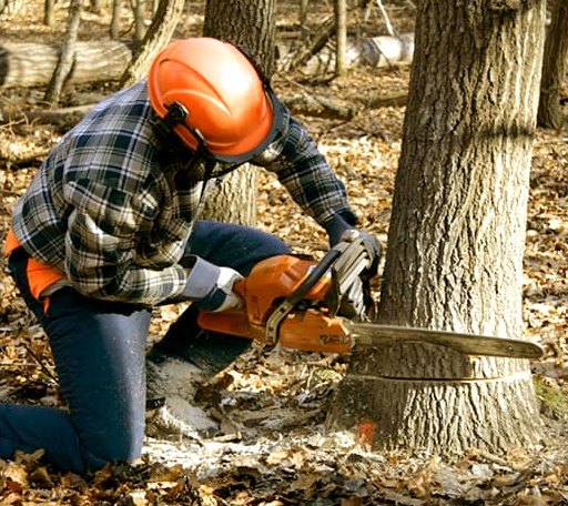Tree Removal in Burlington, MI